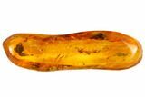 Detailed Fossil Caddisfly (Trichopterae) In Baltic Amber #105455-1